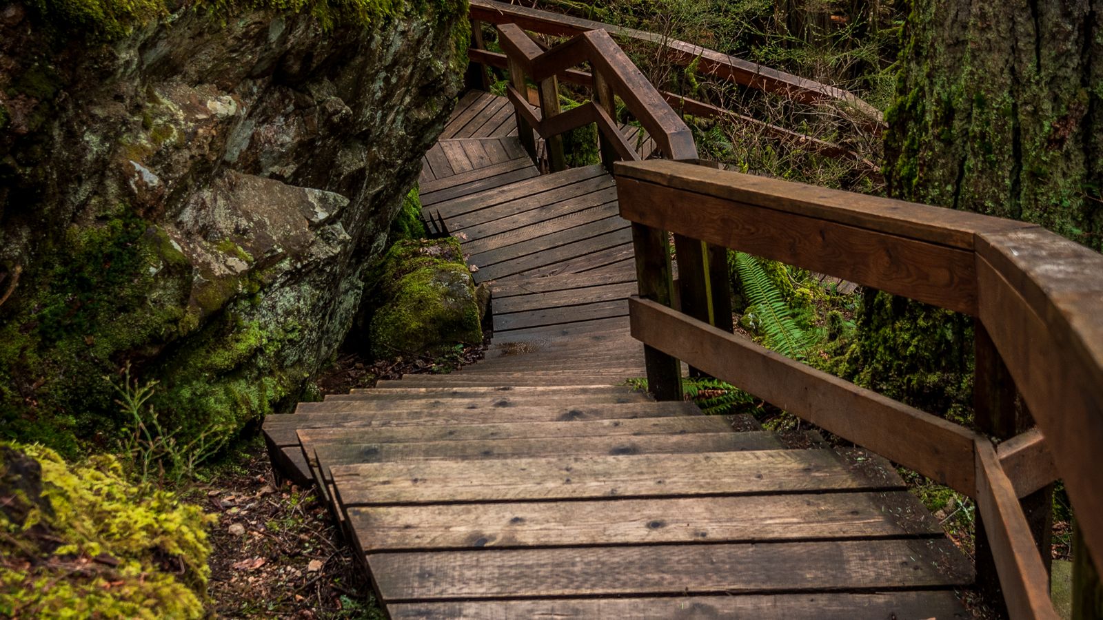 A wooden boardwalk winding down through a mossy evergreen forest